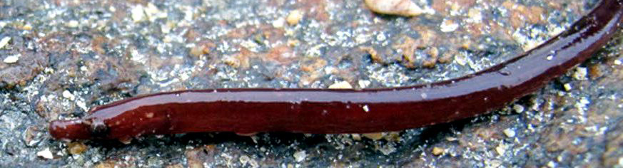 Nerophis lumbriciformis_05.jpg